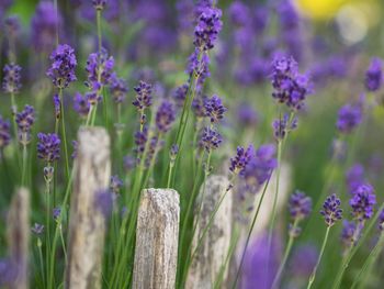 Close-up of purple flowers