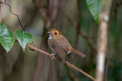 Close-up of bird perching on branch