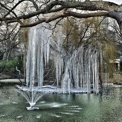 River flowing through forest