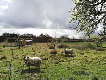 Sheep on field against sky