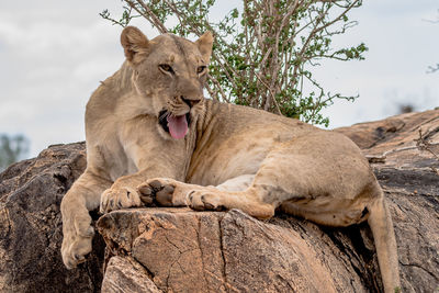 A lion sticking its tongue out