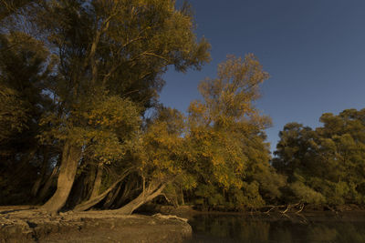 Low angle view of trees by lake in forest against sky