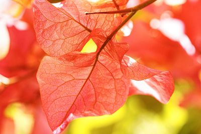 Close-up of red maple leaf against blurred background