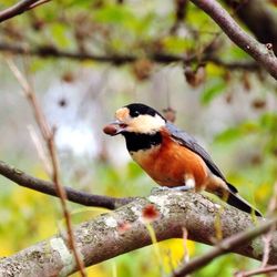 Close-up of bird perching on branch