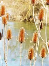 Close-up of thistle flowers