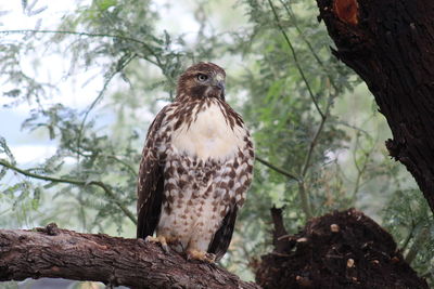 This is a wild i believe red tailed hawk that has befriended me