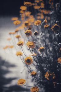 Close-up of wilted plant during autumn