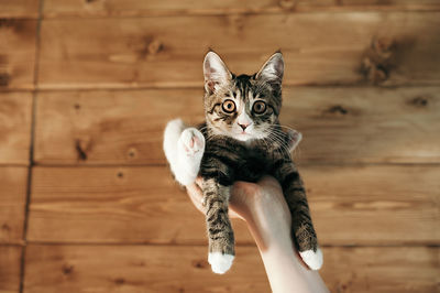 Kuril bobtail kitten amusingly sits upside down on one hand against wall