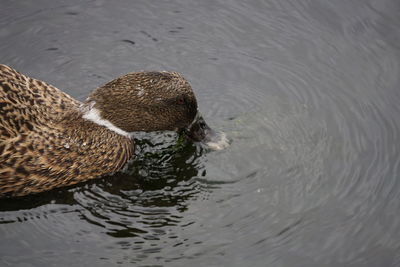 Close-up of duck swimming in water