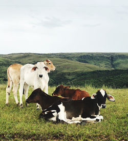 Cows standing in a field