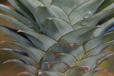 The close up of pineapple leafs