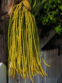 Close-up of fresh green leaf hanging on plant