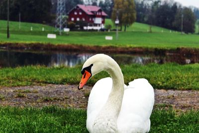 Swan on grassy field