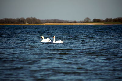 Swan swimming in lake