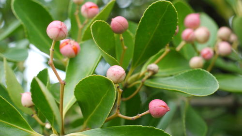 Close-up of pink flower
