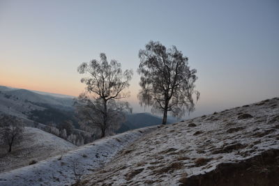 Trees on snow covered land against sky during sunset