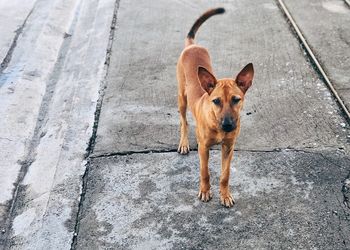 High angle view of dog standing on footpath