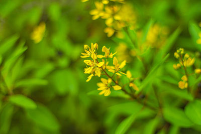 Close-up of yellow flowering plant