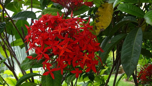 Close-up of red flowers