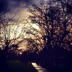 Bare trees at sunset