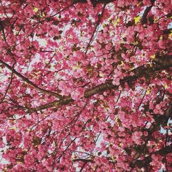 Low angle view of pink flowers