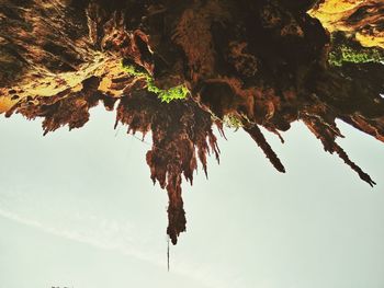 Low angle view of trees against sky