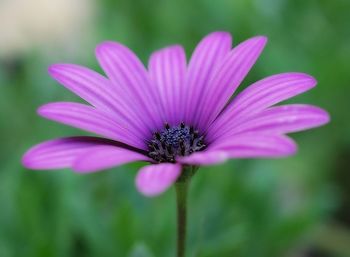 Close-up of osteospermum