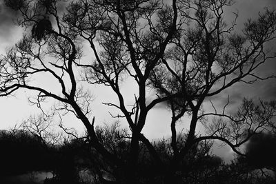 Low angle view of bare trees against clear sky