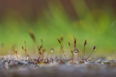 Close-up of plant against blurred background