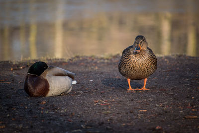 Close-up of duck on field