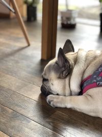 Dog relaxing on wooden floor at home