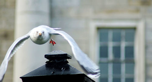 Seagull flying against the wall