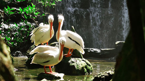 View of bird on rock by lake