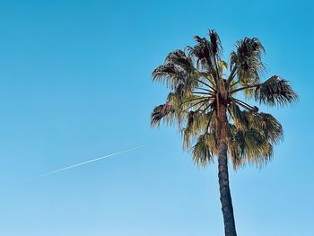 Low angle view of palm tree against clear blue sky
