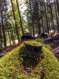 Close-up of tree trunk in forest