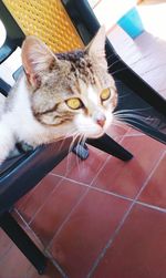 Close-up portrait of cat
