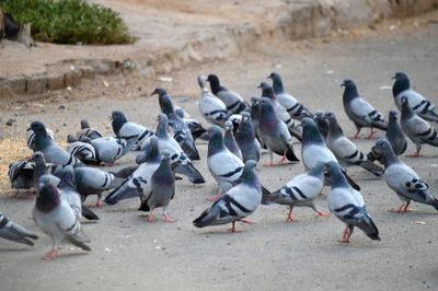 High angle view of pigeons on road