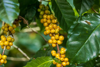 Close-up of fruits growing on plant