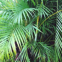 High angle view of palm tree leaves