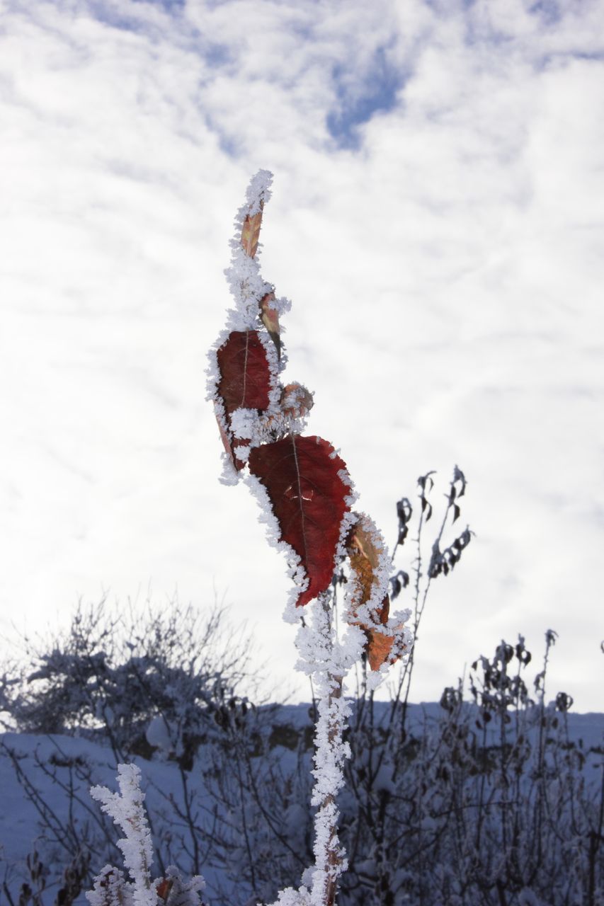 CLOSE-UP OF FROZEN PLANT ON SNOW COVERED TREE