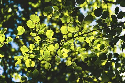Low angle view of leaves on tree against sky