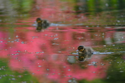 Close-up of ducklings swimming in lake