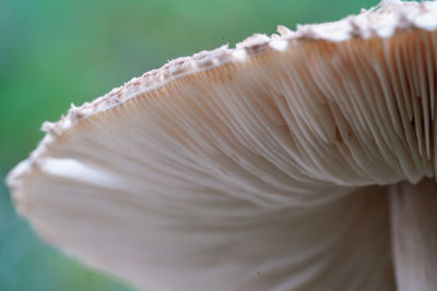 Close-up of mushroom growing outdoors