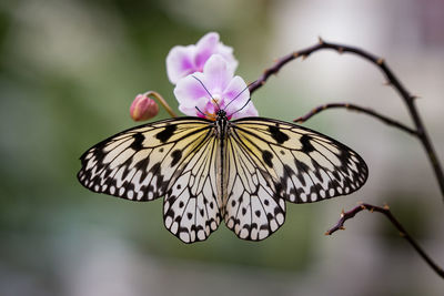 Close-up of butterfly pollinating on flower