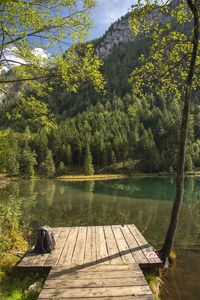 Scenic view of lake in forest