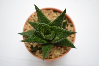 Close-up of plant against white background