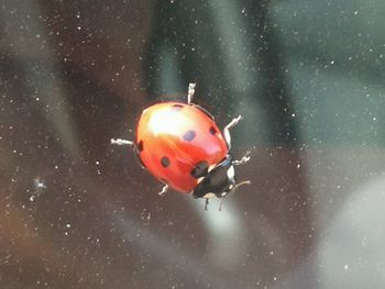 Close-up of ladybug