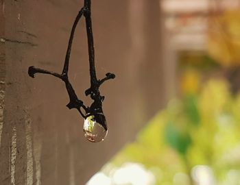 Close-up of water drop on hanging vine tendril outdoors