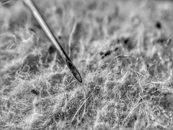 Close-up of lizard on grass