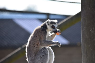 Close-up of lemur sitting on looking away